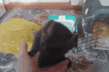 a person is petting a small kitten in front of a blue cage