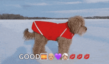 Hershey Dog GIF - Hershey Dog Red GIFs