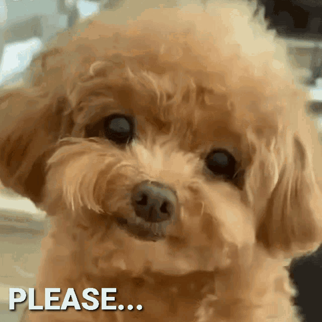 Puppy Dog GIF - Puppy Dog Eyes - Discover & Share GIFs