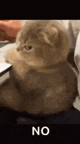 a cat is sitting on a bed with its paws on a laptop keyboard .