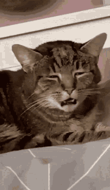 Cat Tired GIF - Cat Tired GIFs