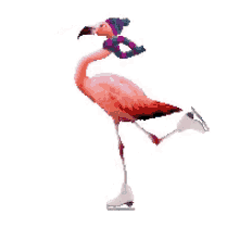 flamingo skating
