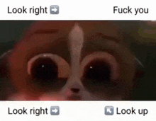 a close up of a cat 's eyes with the words `` look right '' and `` fuck you '' written on it .