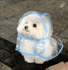 a small white dog wearing a clear raincoat with a blue trim