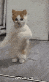 Catdance GIF - Catdance GIFs