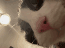 Cat Darwin GIF - Cat Darwin Goofy Ahh GIFs