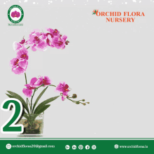 orchidfloraa happy new year