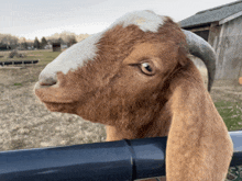 a brown and white goat looks over a blue fence