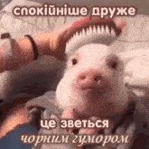 a person is brushing a pig 's hair with a brush in a meme