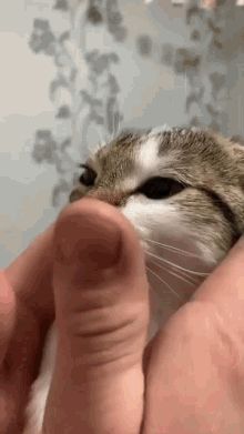 Smoothcat GIF - Smoothcat Cat GIFs