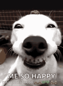 Funny Dogs Me So Happy GIF - Funny Dogs Me So Happy Smile Dog GIFs