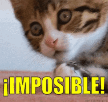 Gatito Sorprendido Se Tapa La Boca GIF - Imposible Sopresa Gato GIFs
