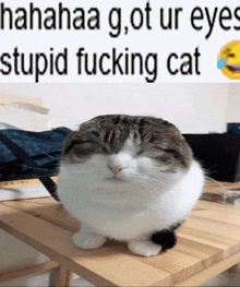 Cat Meow Meme