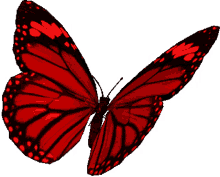 butterfly red