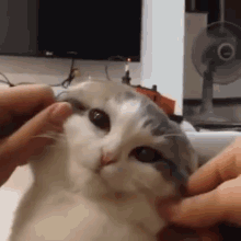 Squishy Squishy GIF - Cat Face Pinch GIFs