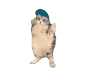 a cat with a blue hat on its head