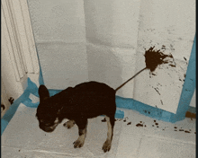 a small black dog standing on a white blanket with its tail hanging out