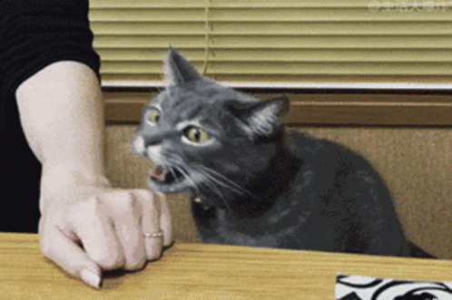 Cat Angry GIF - Cat Angry CatBite GIFs