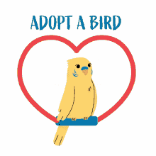 adopt adopt a bird adoptdontshopma bird is the word birds