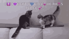 Funny Animals Kittens GIF - Funny Animals Kittens Patience Young One GIFs
