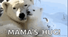 Polar Bears GIF - Polar Bears Hug GIFs