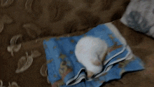 a white cat is sleeping under a blue blanket on a bed .