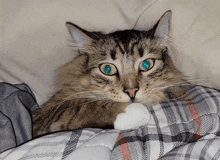 Sleeping Cat GIF - Sleeping Cat Billy GIFs