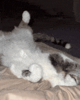 a cat is laying on its back with its paws up