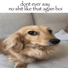 a dog is laying on a couch with the words " dont ever say no shit like that again boi "