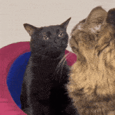 Cat Funny GIF - Cat Funny Staring GIFs