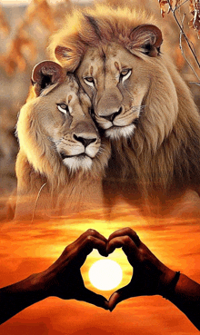 two lions are making a heart shape with their heads