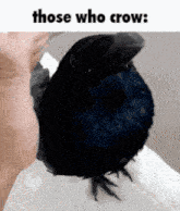 a person holding a black bird with the words those who crow on the bottom