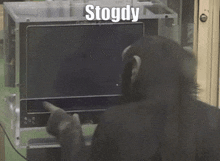 Stogdy Davy GIF - Stogdy Davy Monkey GIFs