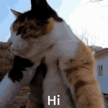 Cat Wiggle GIF - Cat Wiggle GIFs