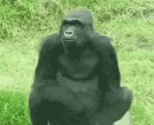 gorilla mating licking mating call