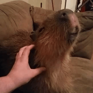 funny-animals-capybara.gif