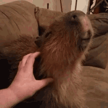 Funny Animals Capybara GIF - Funny Animals Capybara GIFs