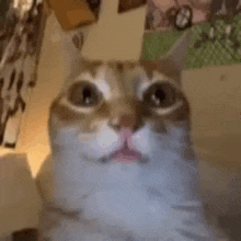 Grr Katze GIF