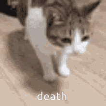 Cat Death GIF - Cat Death Funny GIFs