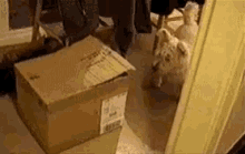 Cat Surprise Attack GIF - Cat Surprise Attack Dog GIFs
