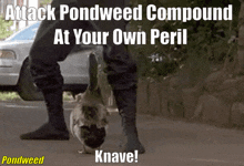 Pondweed Compound GIF - Pondweed Compound Duck GIFs
