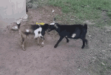 goats funny animals