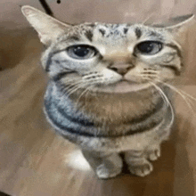 a close up of a cat sitting on a wooden floor looking up at the camera .
