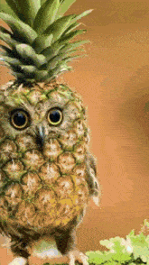 Pineapple Owl Pineappleowl GIF - Pineapple Owl Pineappleowl Pineowl GIFs