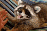 a raccoon is sticking its tongue out while being petted by a person .