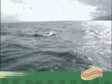 Delfin Quishpe GIF - Delfin Quishpe Sabroson GIFs