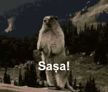 Sasa Beaver GIF