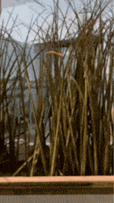 a bunch of tall grass is growing in a window sill