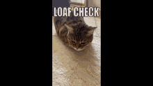 Loaf Check GIF - Loaf Check GIFs