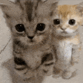 two kittens are sitting next to each other on a white floor .